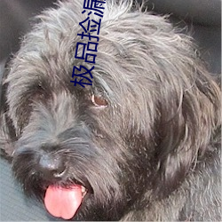 极(極)品捡(撿)漏王