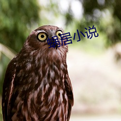蜗居小说
