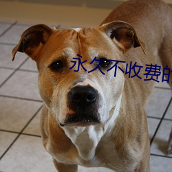 永久不(bù)收费的(de)漫(màn)画(huà)app
