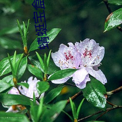 蜻蜓宝盒直播app下载安装