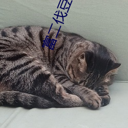 富二伐豆奶抖音視頻