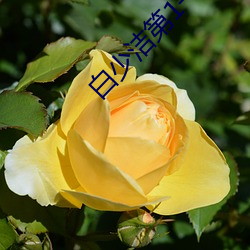白(白)少洁第1一40章免(免)费阅读