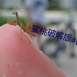 蜜桃破解版app下载i