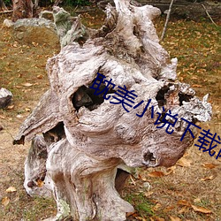 耽美小说下载网