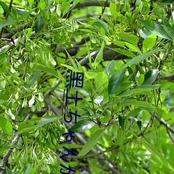 黑(hēi)土ちゃんが腿法(fǎ)娴熟を视免费了(le)