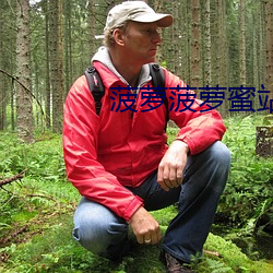 菠萝菠萝蜜站点入口
