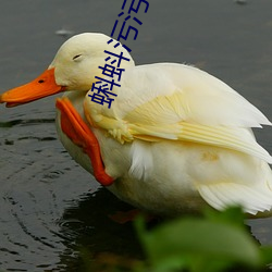 蝌(蝌)蚪(蚪)污污