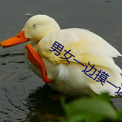 男(男)女一边摸一边(邊)爽爽视频