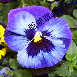 晗差草app下載