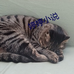 婷婷小说