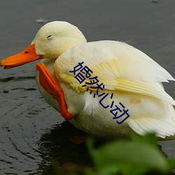 婚(婚)然心(心)动(動)