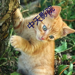 中天影院