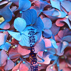 传媒app免费进入