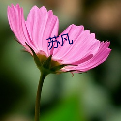 苏凡(凡)