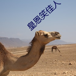 皇(皇)恩笑(笑)佳(佳)人