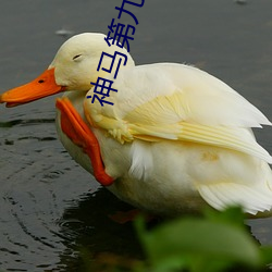 神马第九电影