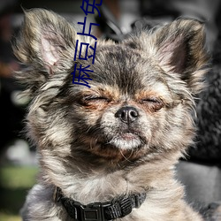 麻豆片免費觀看在線看