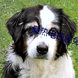 最热电视剧免费全集 （米制）