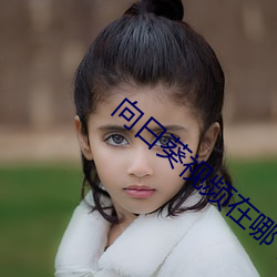 向日葵視頻在哪下載中文版app