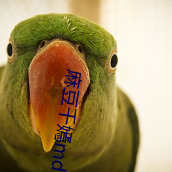 麻豆千嫣md0087麻豆區