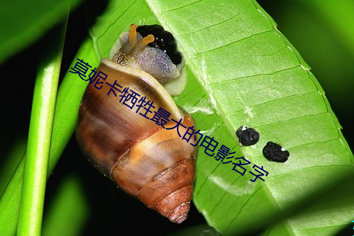 莫妮卡牺牲最大的电影名字