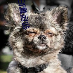 邻居寡妇水好多好紧肉多