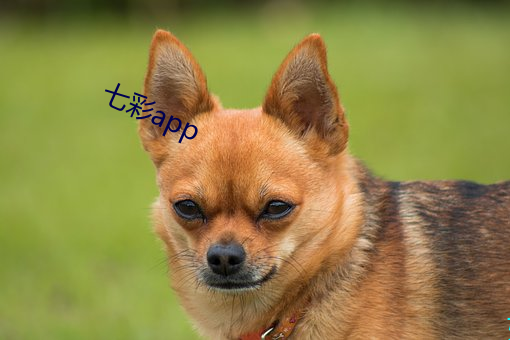 七彩app