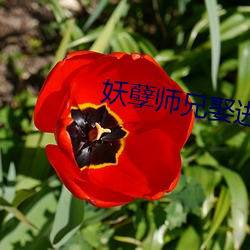 妖孽师兄娶进门全文(wén)免费阅