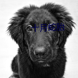 十(shí)月(yuè)蛇胎