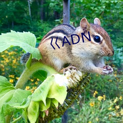 巜adn