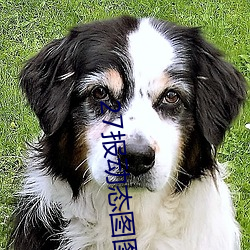 27报动态图图片