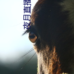 夜月直播(播)yy55app