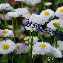 禁网(wǎng)站在(zài)线观看免费视(shì)频