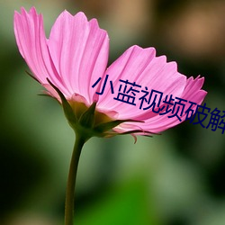 小藍視頻破解版無限觀看