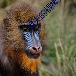 姐夫(夫)的(的)棍棒太厉害(害)水平(平)text