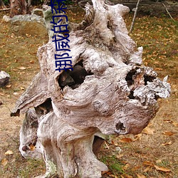 挪威的森林在线阅读