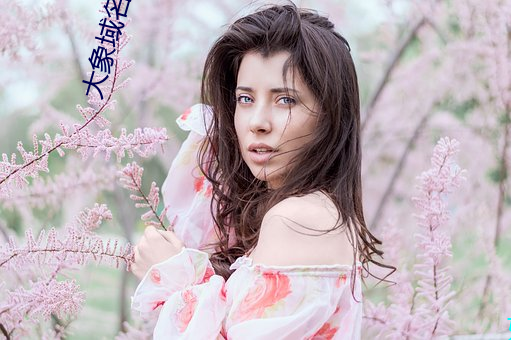 大象域名停靠今日更新 （续约）