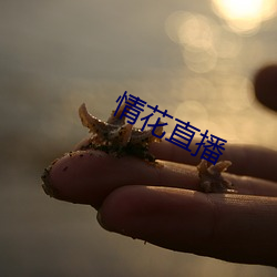 情花直播