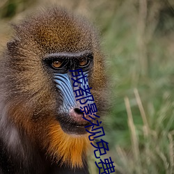 成都影视免费观(guān)看(kàn)高清(qīng)视频(pín)