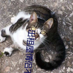 出租(zū)屋情侣不拉窗帘