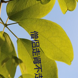 僧侣走肾不走心未删减完整