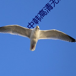 中韩(hán)高清无矿砖码区视(shì)频(pín)