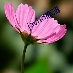 javhd高清(qīng)